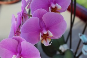 Orquídea malva